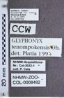 Etikette zu Platiana tenompokensis (Ôhira, 1973) (NHMW-ZOO-COL-0008482)